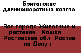 Британские длинношерстные котята - Все города Животные и растения » Кошки   . Ростовская обл.,Ростов-на-Дону г.